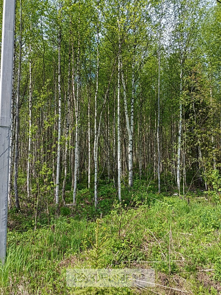 Участок 14 соток (ИЖС)