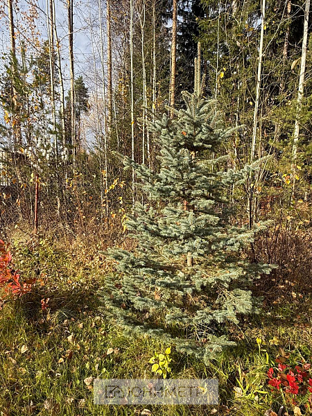 Участок 12 соток (ЛПХ)